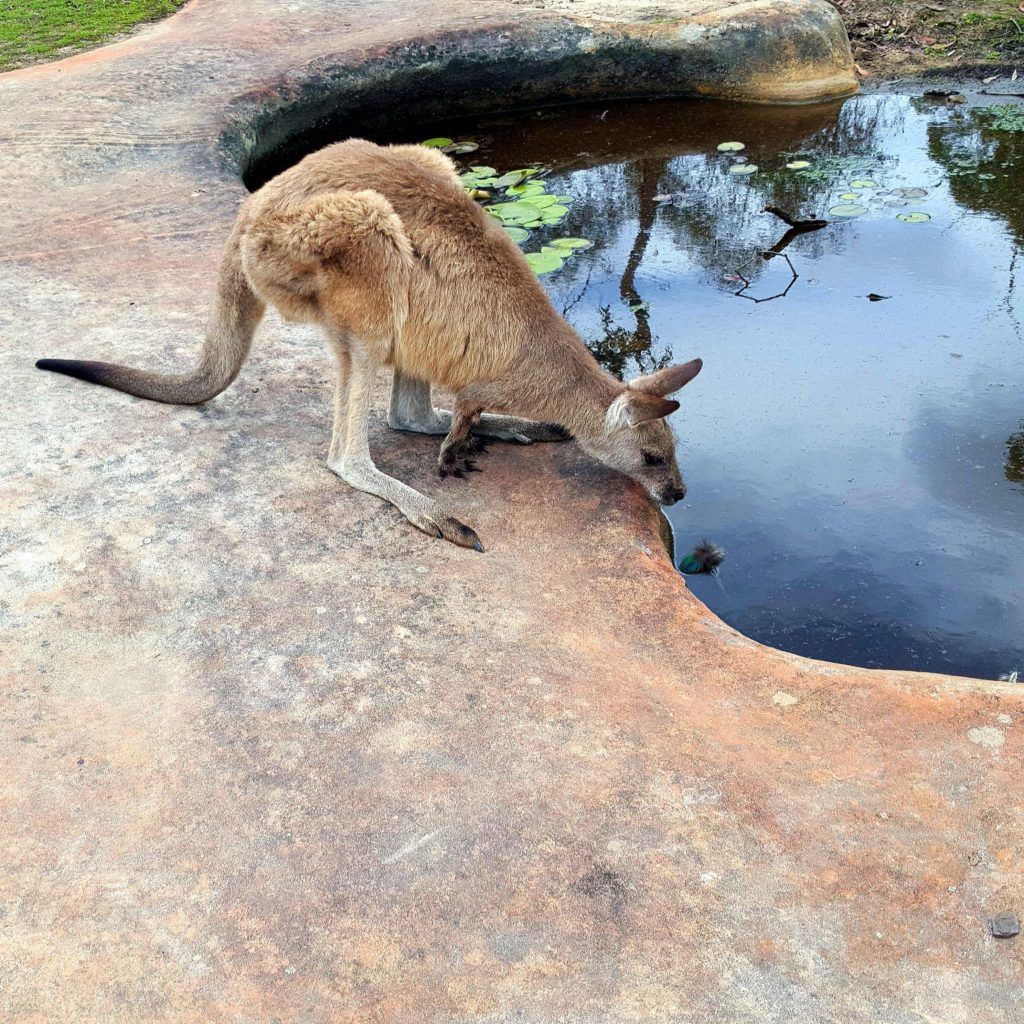 A kangaroo drinking out of a rock hole in Australia
