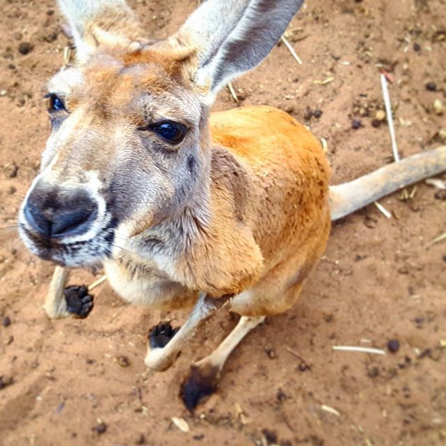 A cute kangaroo looking up at the camera in Australia