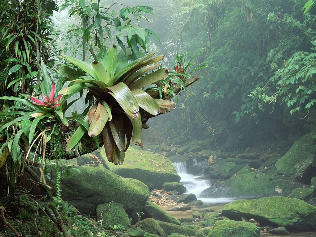 The greens of travelling Malaysia in monsoon season