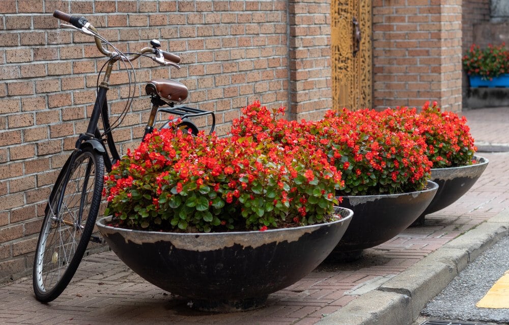 Bicycle parked next to three red potted plants