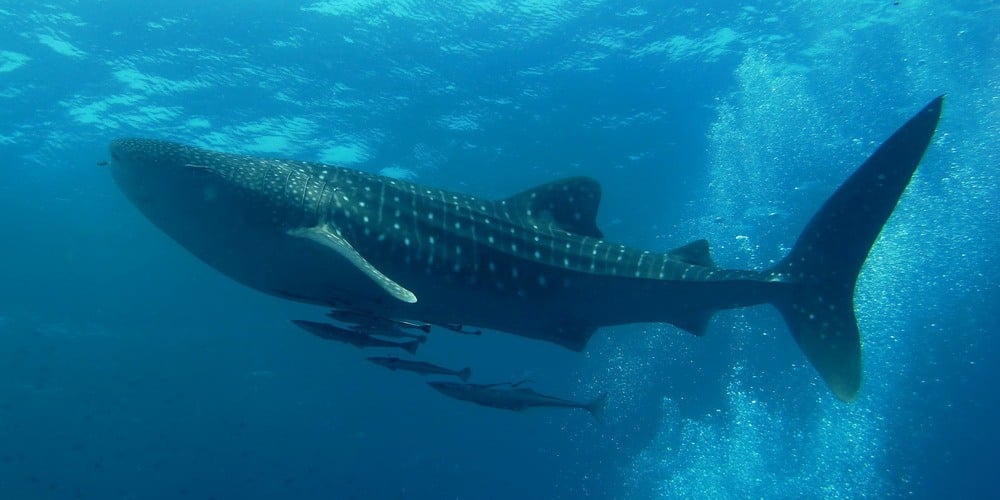 whale shark in the ocean