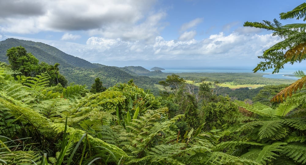 The Daintree Forest