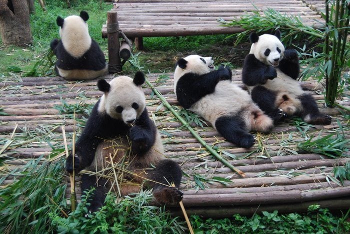 Chengdu Giant Pandas