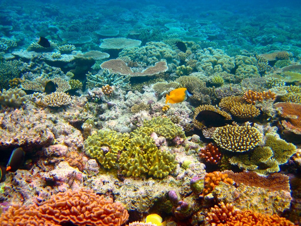 great-barrie-reef-australia-Kyle Taylor-flickr