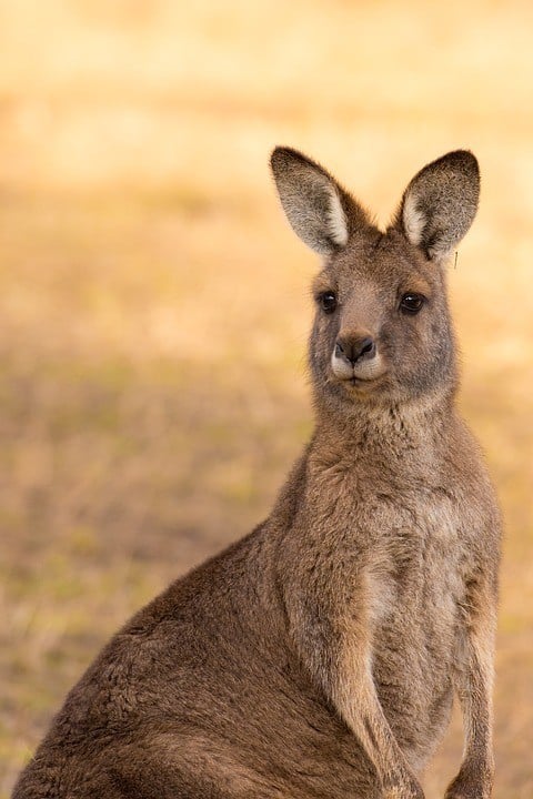 kangaroo in australia