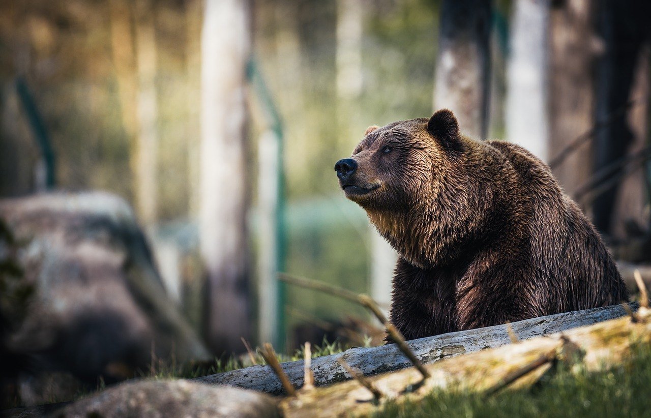 grizzly-bear-in-canada