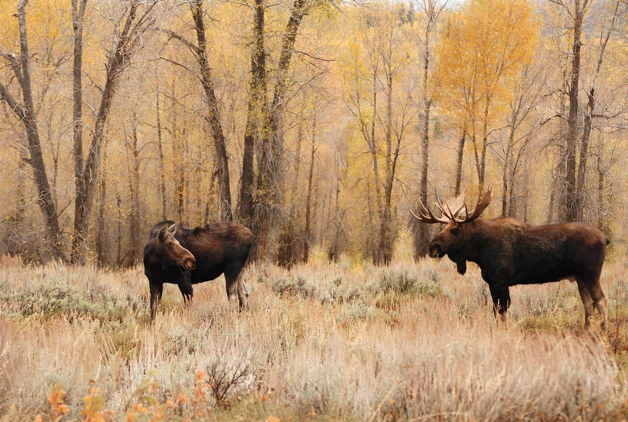 moose-grazing-in-canada