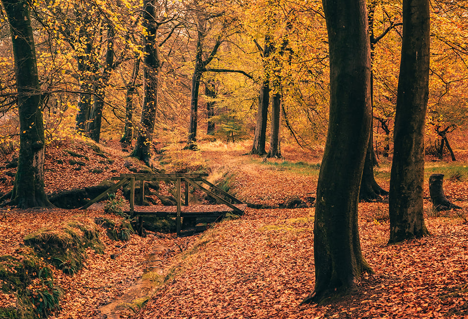 A bridge over a stream in a forest in autumn