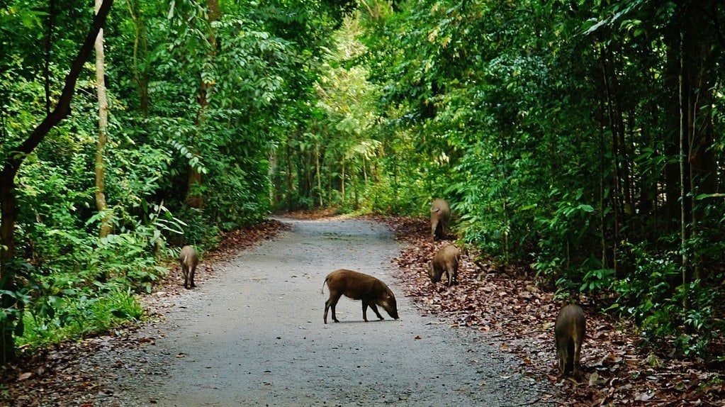 1024px-Singapore_Wildschweine_auf_Pulau_Ubin_1-Zairon-wikicommons