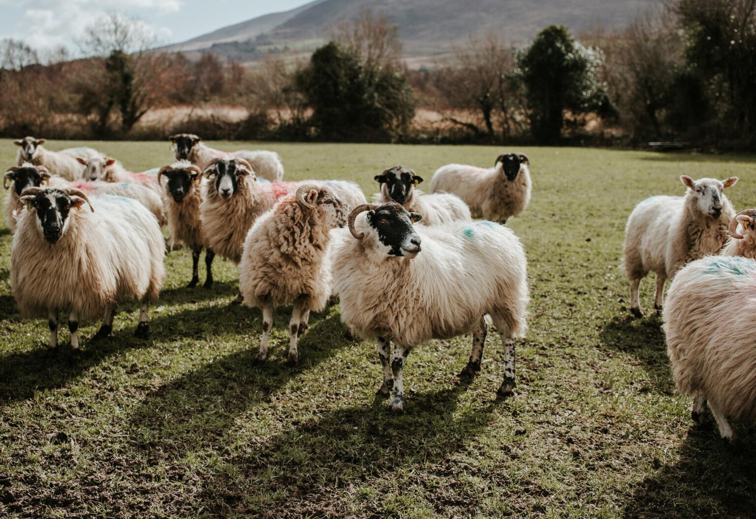 backpacking ireland