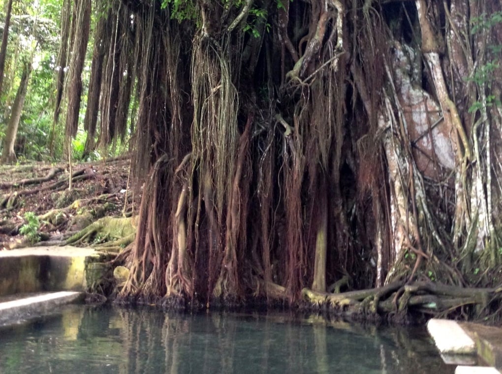 Balete-Baum - einer von Siquijors Touristenattraktionen