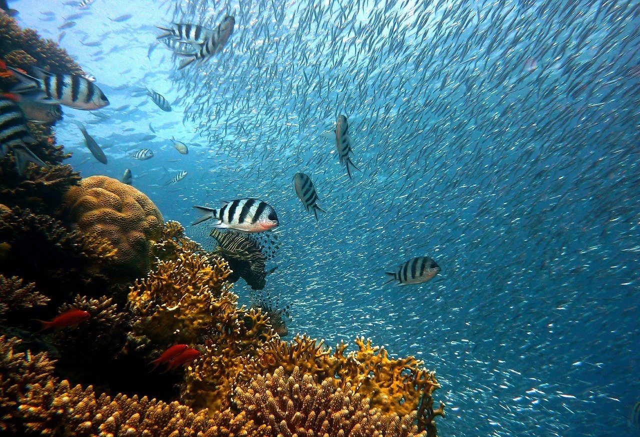 Abundant sea life seen at a Red Sea dive site