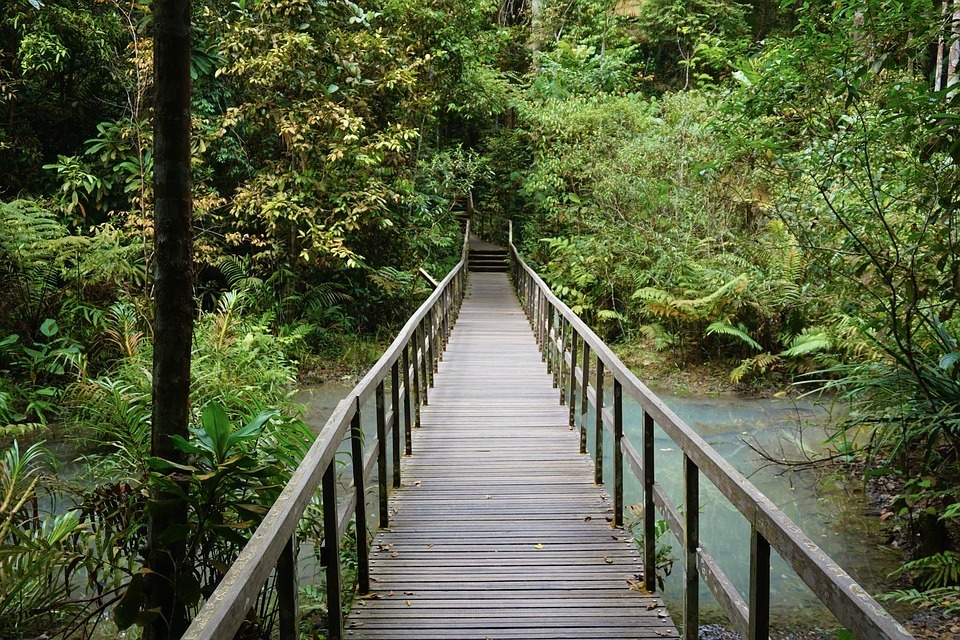 singapore-rainforest