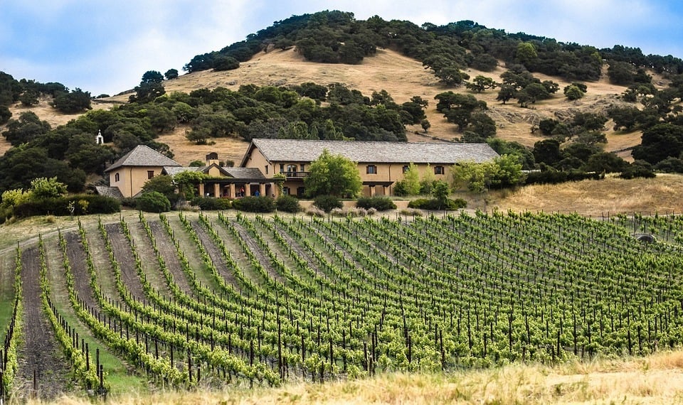 vineyard in california napa valley