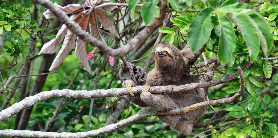 bolivian amazon with tree tents bolivia