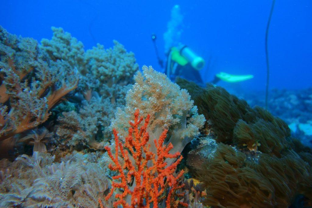 Undersea image of coral reefs with a person scuba diving 
