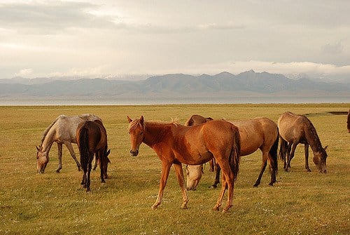 horse riding in Kyrgyzstan