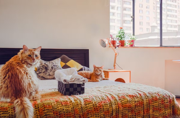 A spacious private room with feline charm, Airbnb in Santiago.