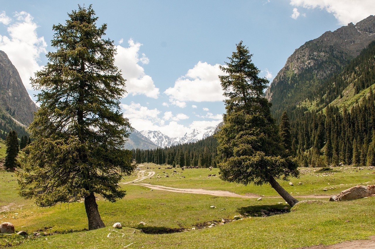 Sruce in Kyrgyzstan Mountains