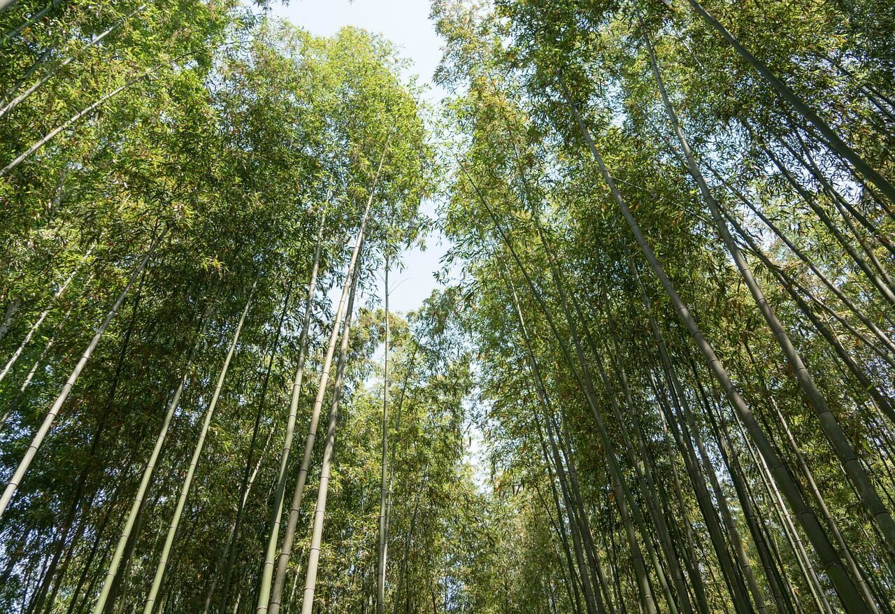 bamboo groves of Arashiyama, Kyoto