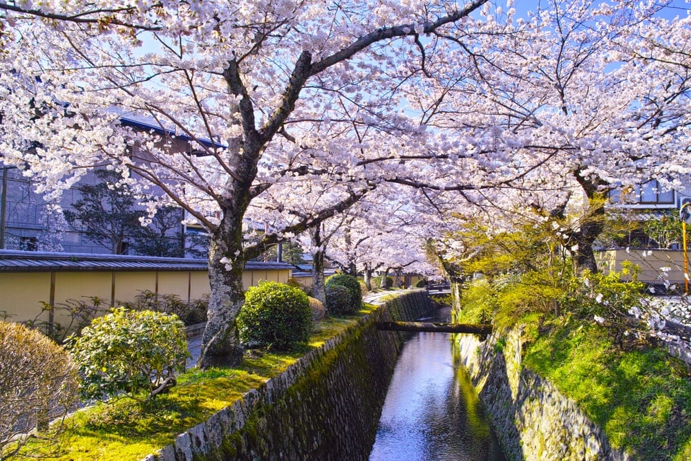 Path of Philosophy during cherry blossom season