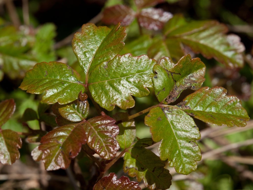 Poison oak is a prevalent threat for people at big sur's camping spots