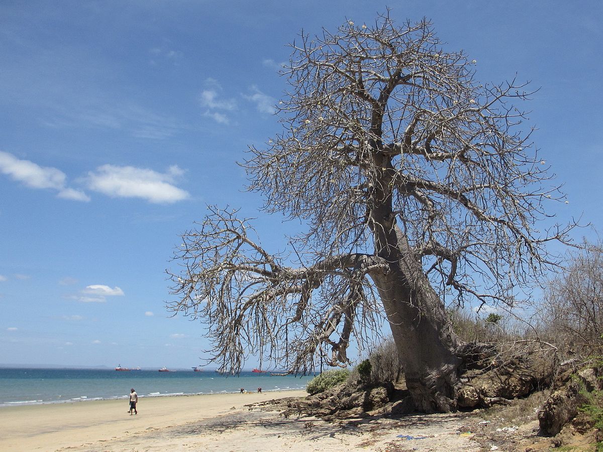 boabab tree in pemba bay mozambique