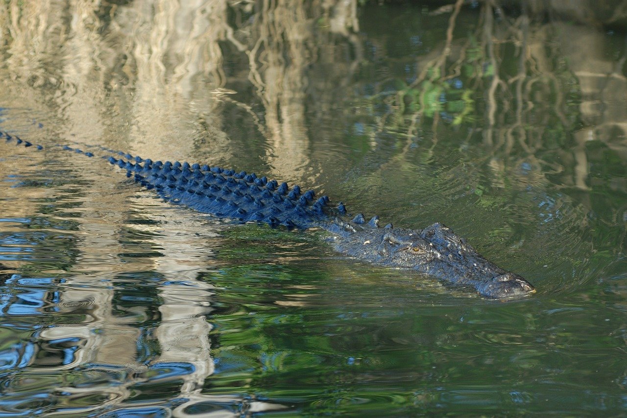 crocodile in australia