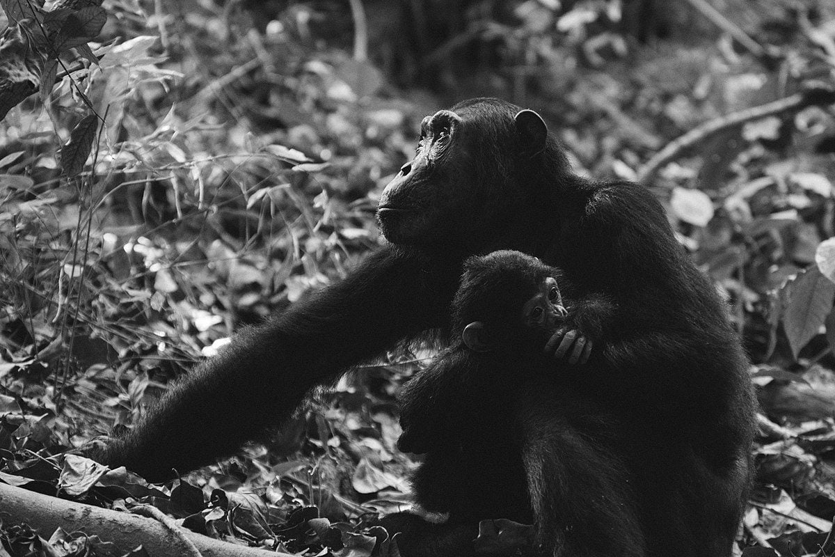 chimpanzees in mahale mountains tanzania