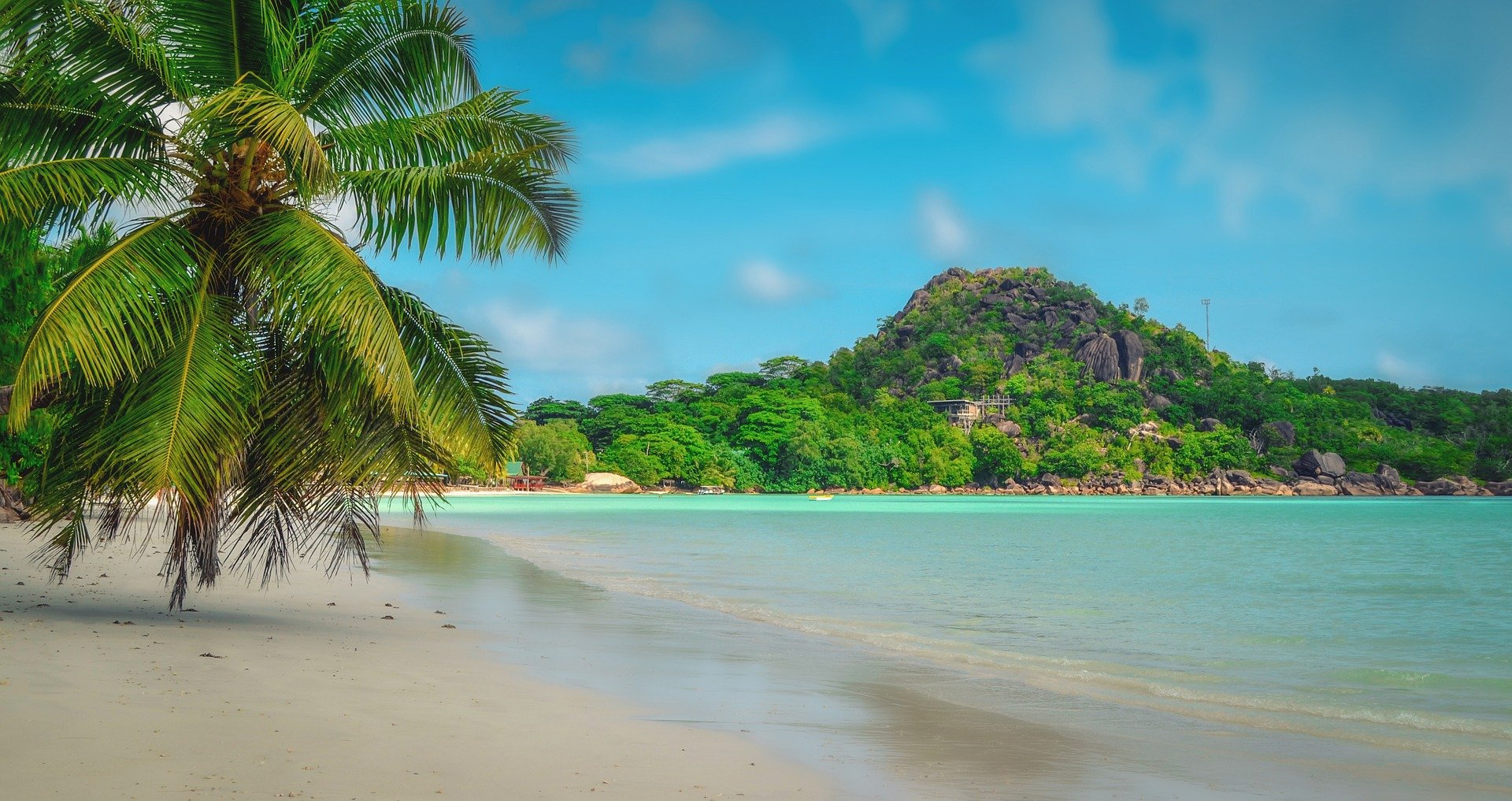 coconut tree seen on Praslin beach whole staying in Seychelles