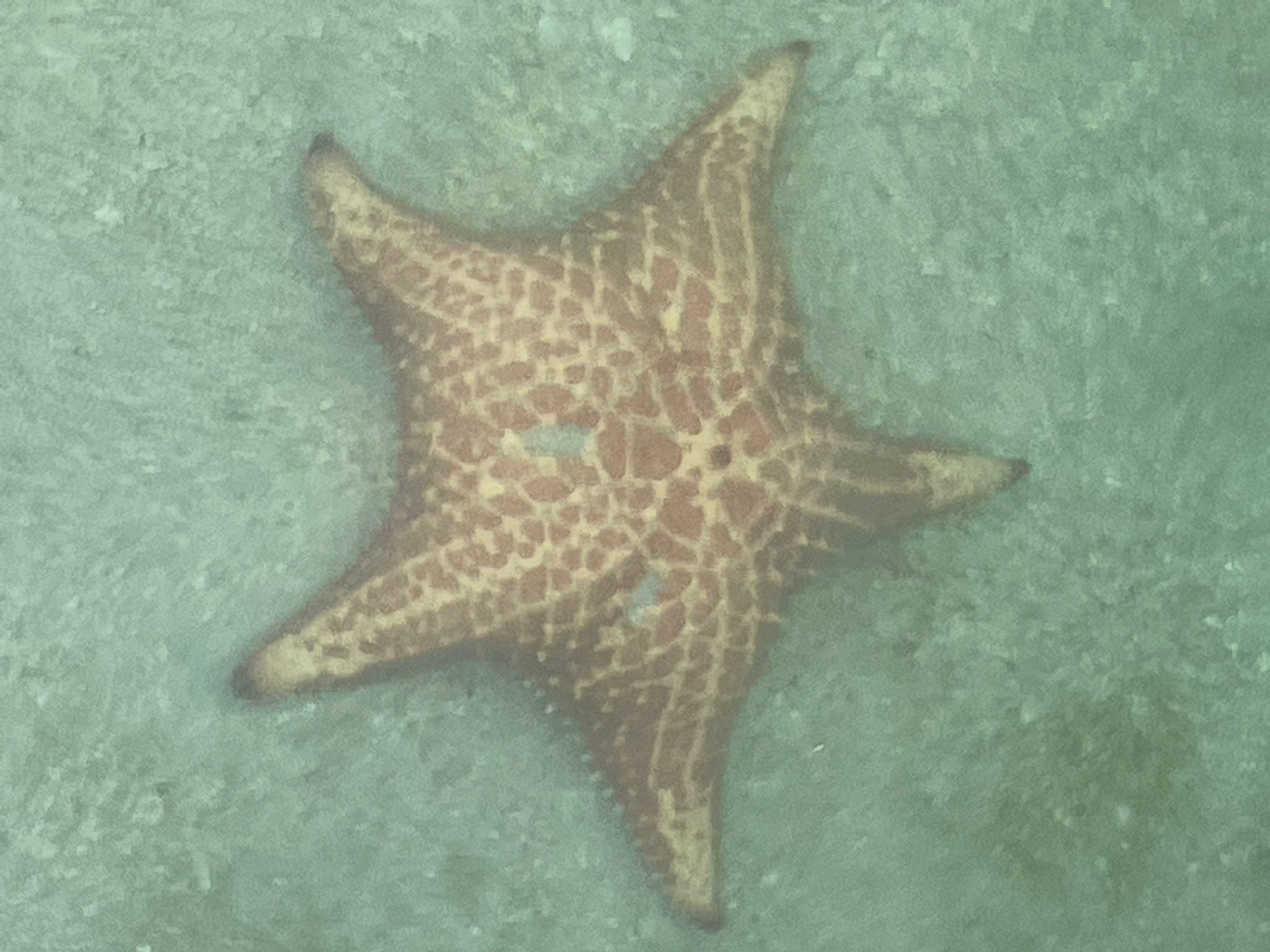 A starfish at Panama's Playa Estrella Beach.