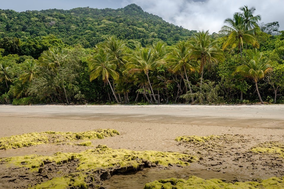 daintree rainforest queensland