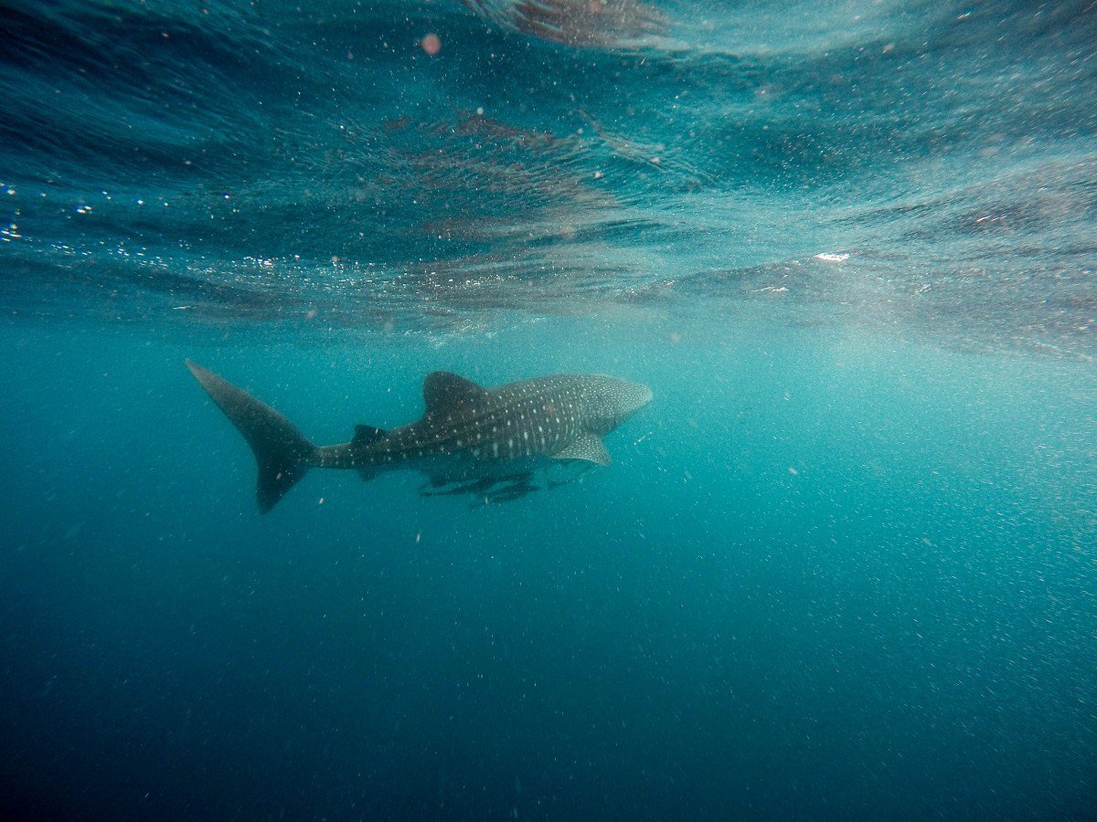 whale sharks and diving