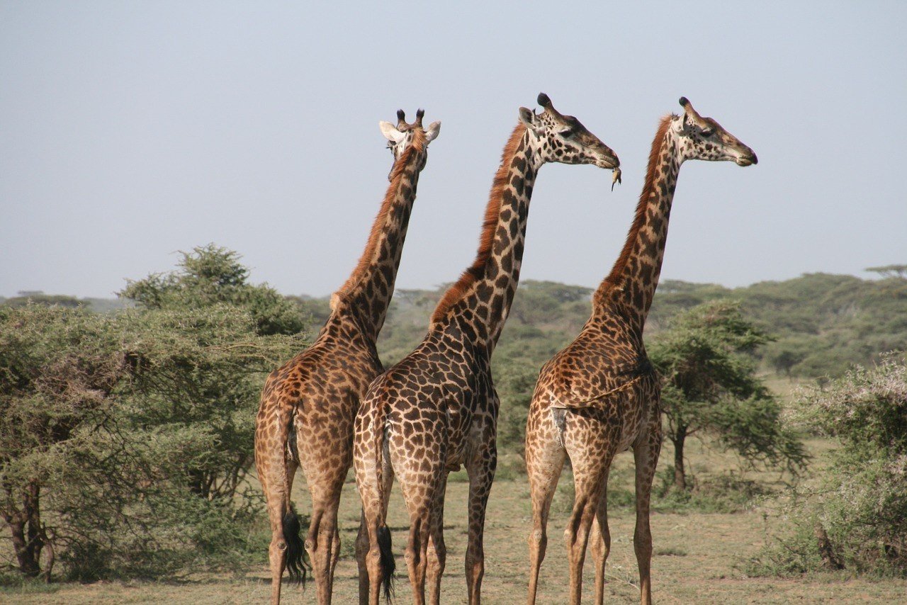 giraffe backpacking tanzania