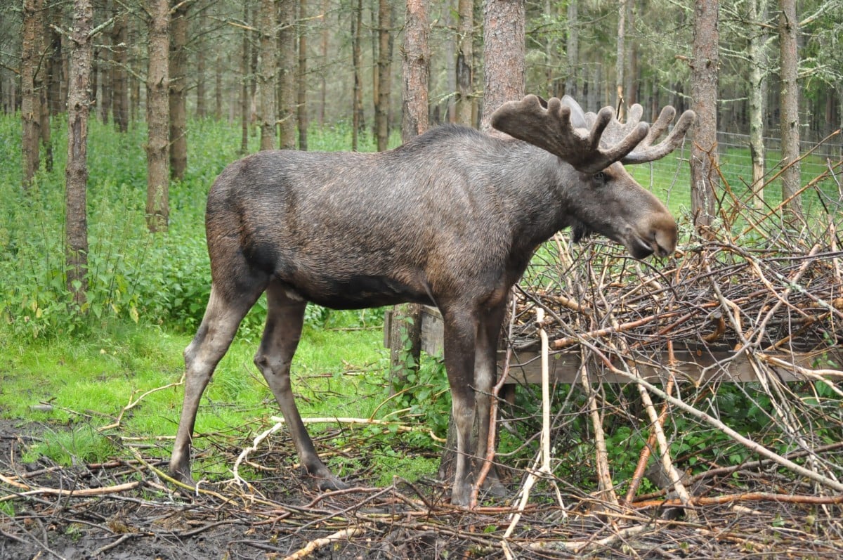 backpacking Sweden