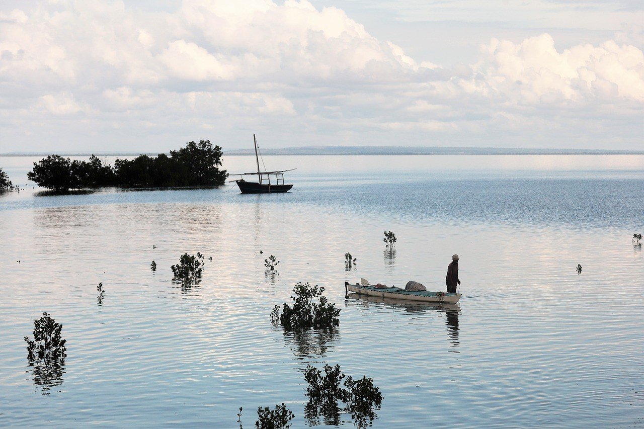 mangrove forests on ibo quirimbas mozambique