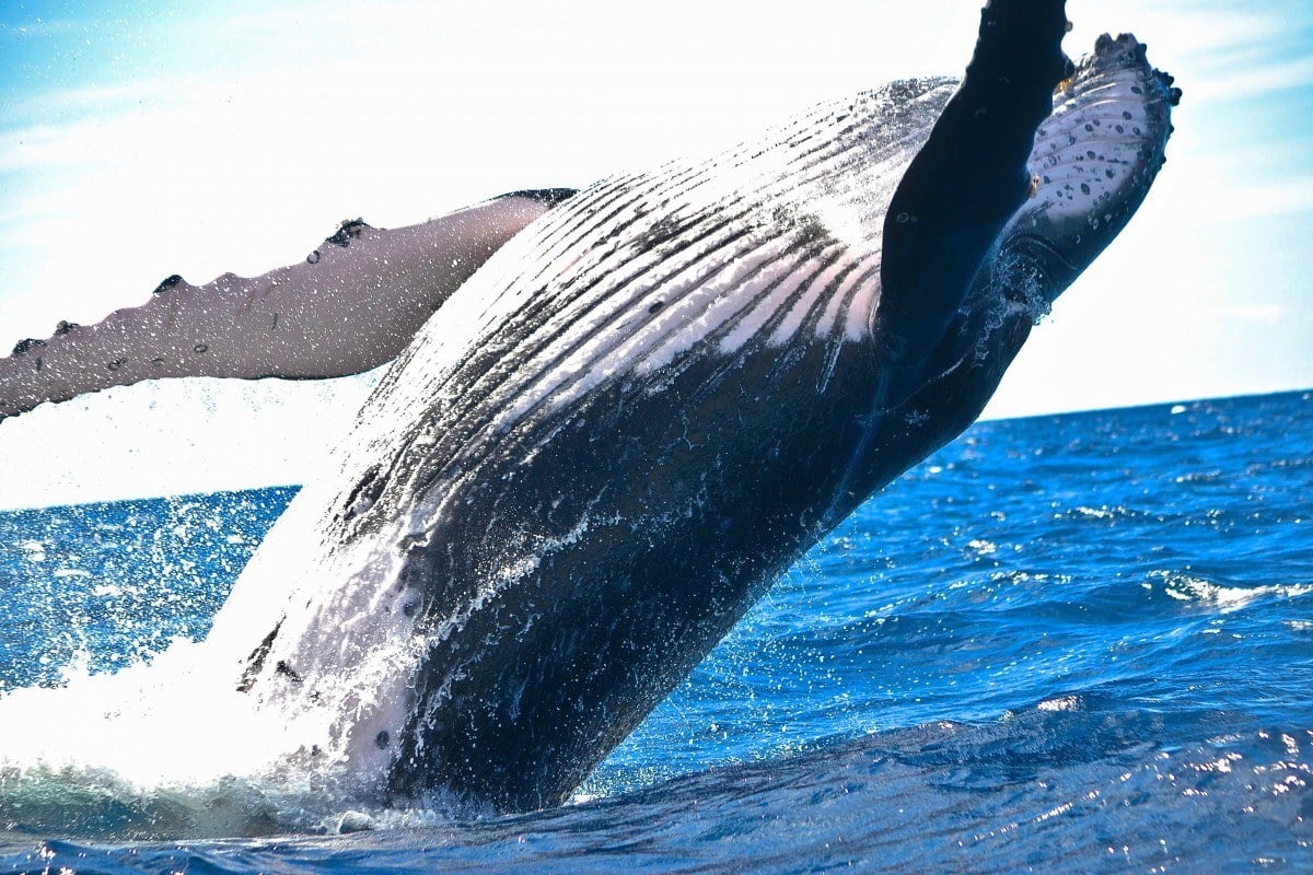 Spring camping in Big Sur means opportunities to see whales like this