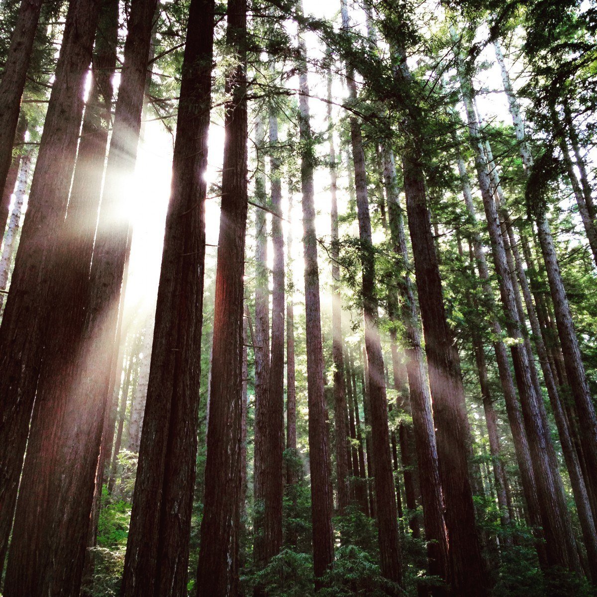 big sur wilderness camping among redwoods