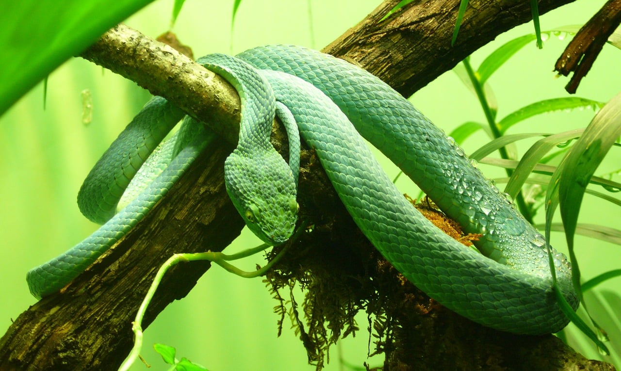 striped snake in the jungle panama