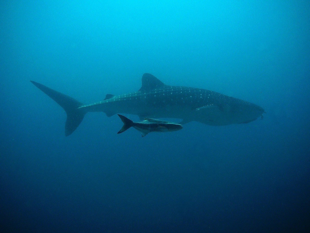 whale shark diving in mozambique