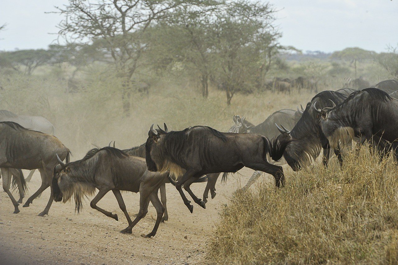 great migration tanzania