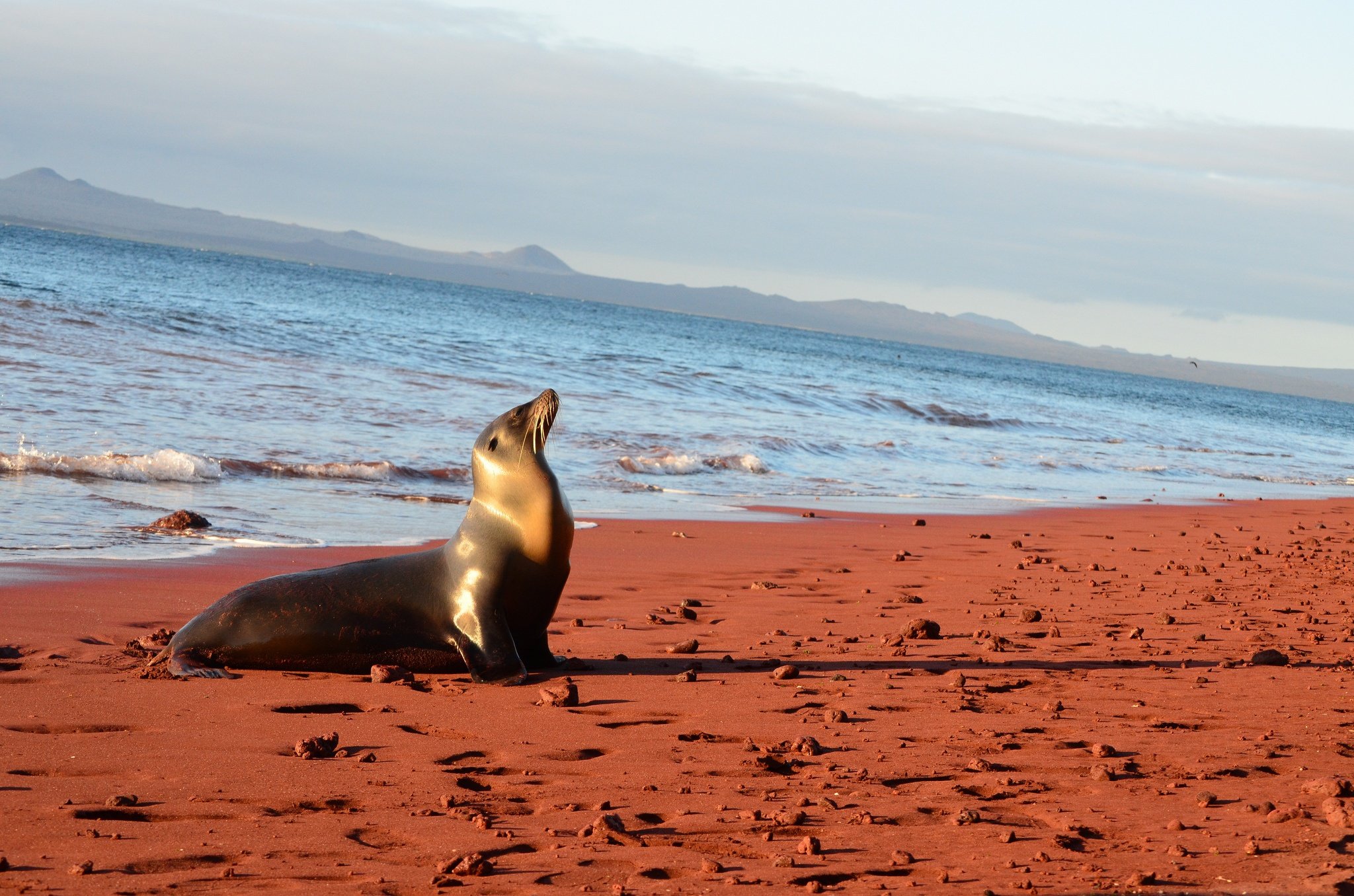 A seal on an exotic beach in the Galapagos Islands