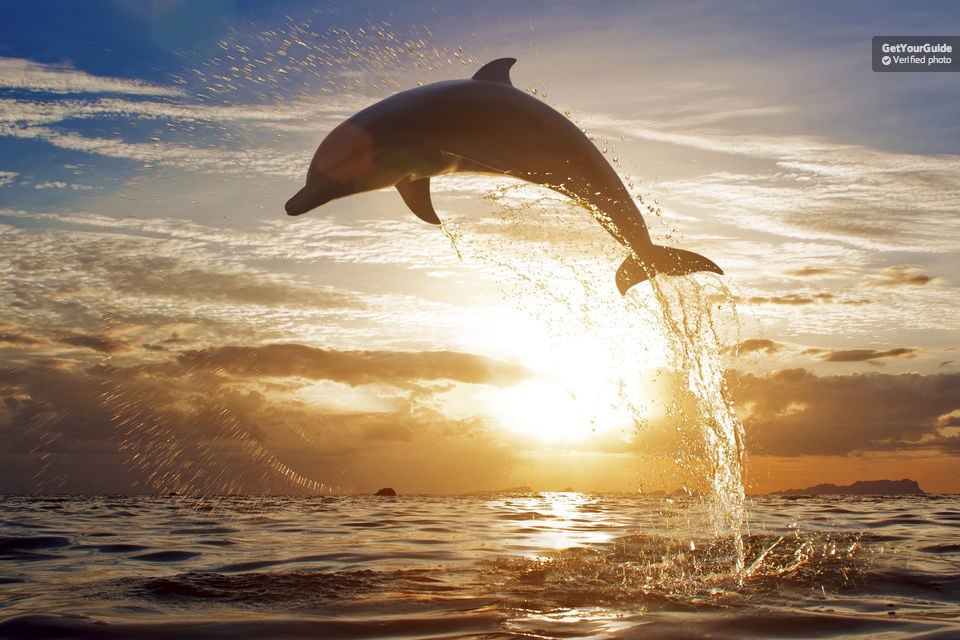 Dolphin Spotting