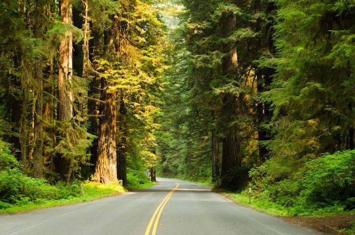 road going through redwood national park california