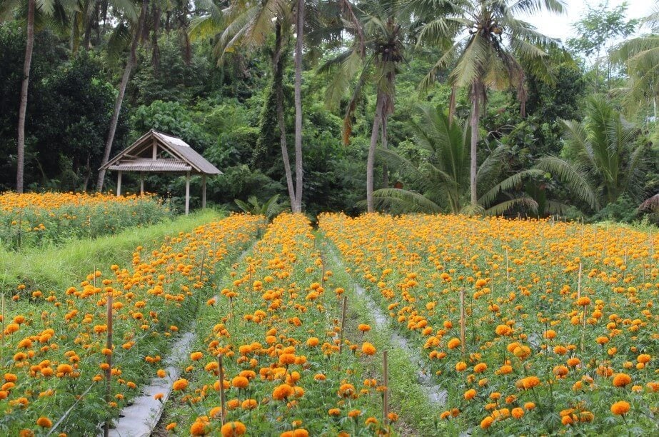 Flower fun at Desa Temukus