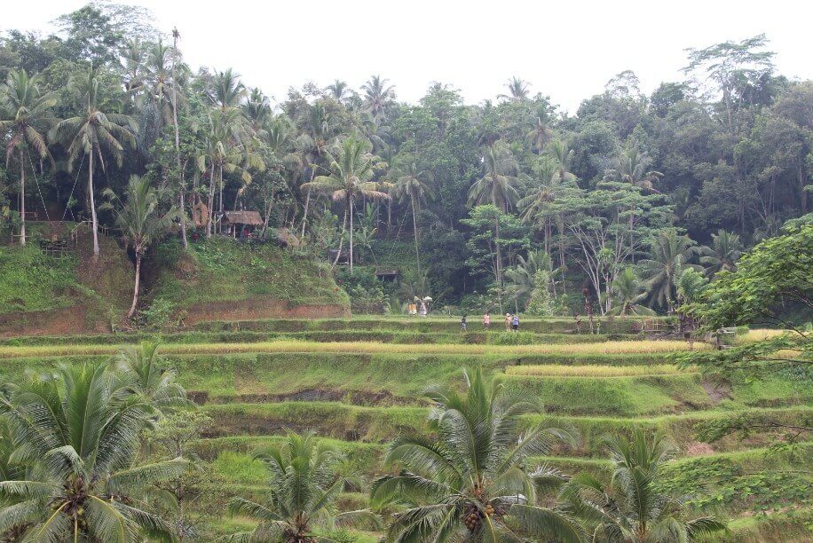 Tegallalang Rice Terraces, Bali