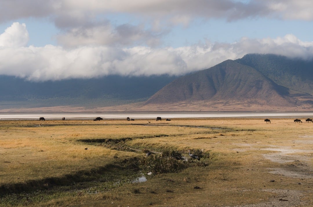 Ngorongoro: best safari in tanzania 