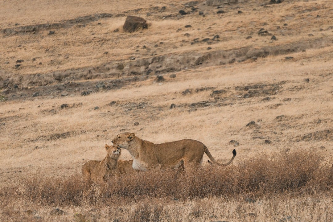 lions on safari in Tanzania