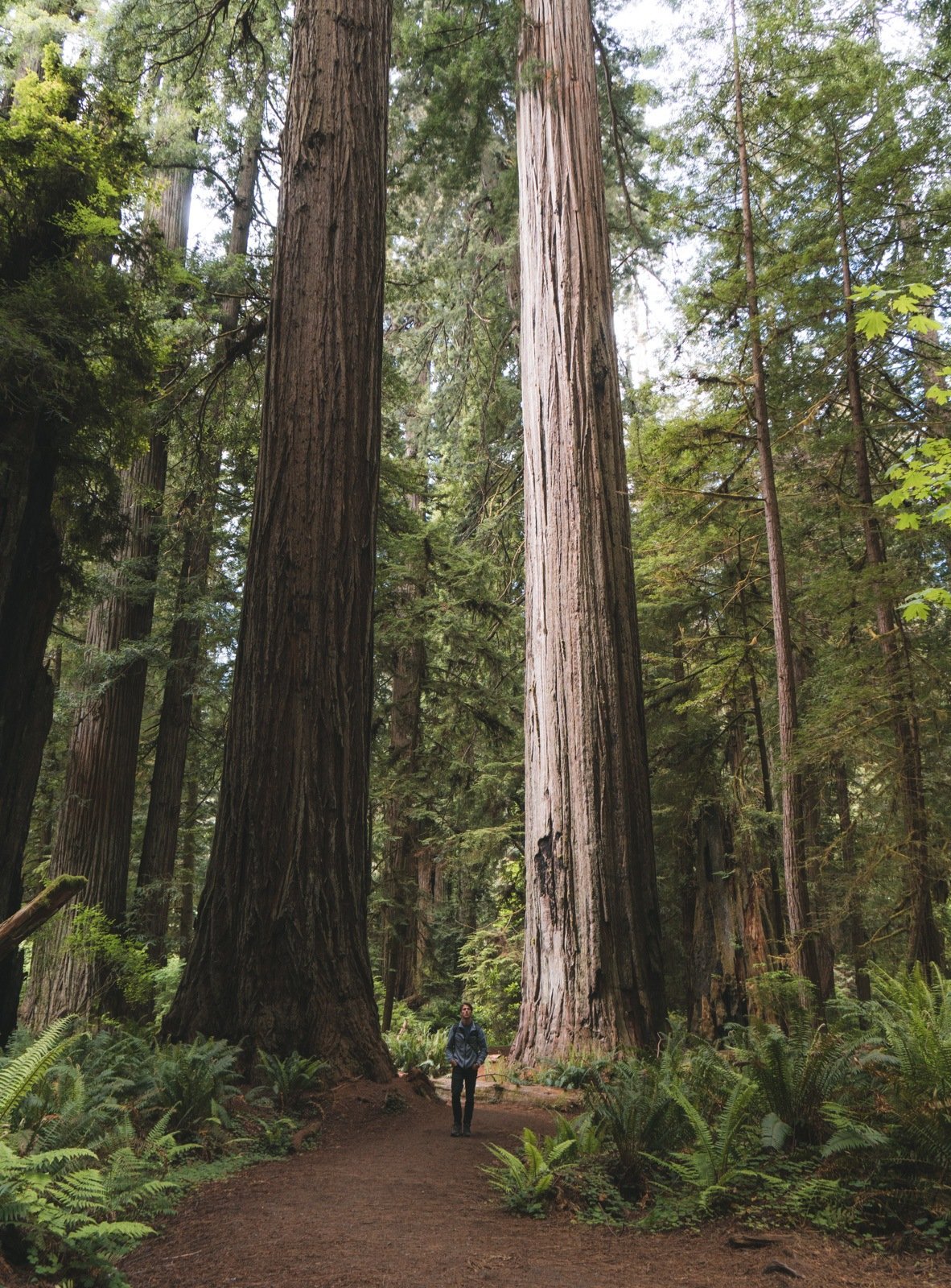 best hikes in California: Redwoods