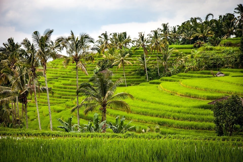 Rice Paddy, Bali